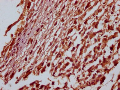 SOX10 Antibody (8E1)