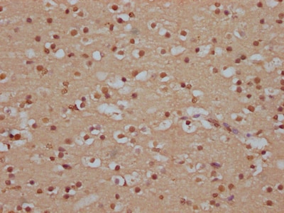 SOX10 Antibody (8E1)