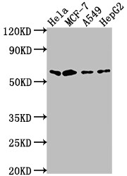 SOX10 Antibody (8E1)
