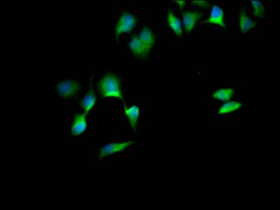 SOX10 Antibody (8E1)