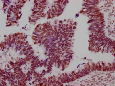 SMC1 Antibody (8C11)