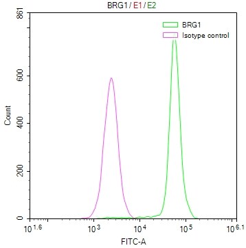 Brg1 Antibody (22F3)