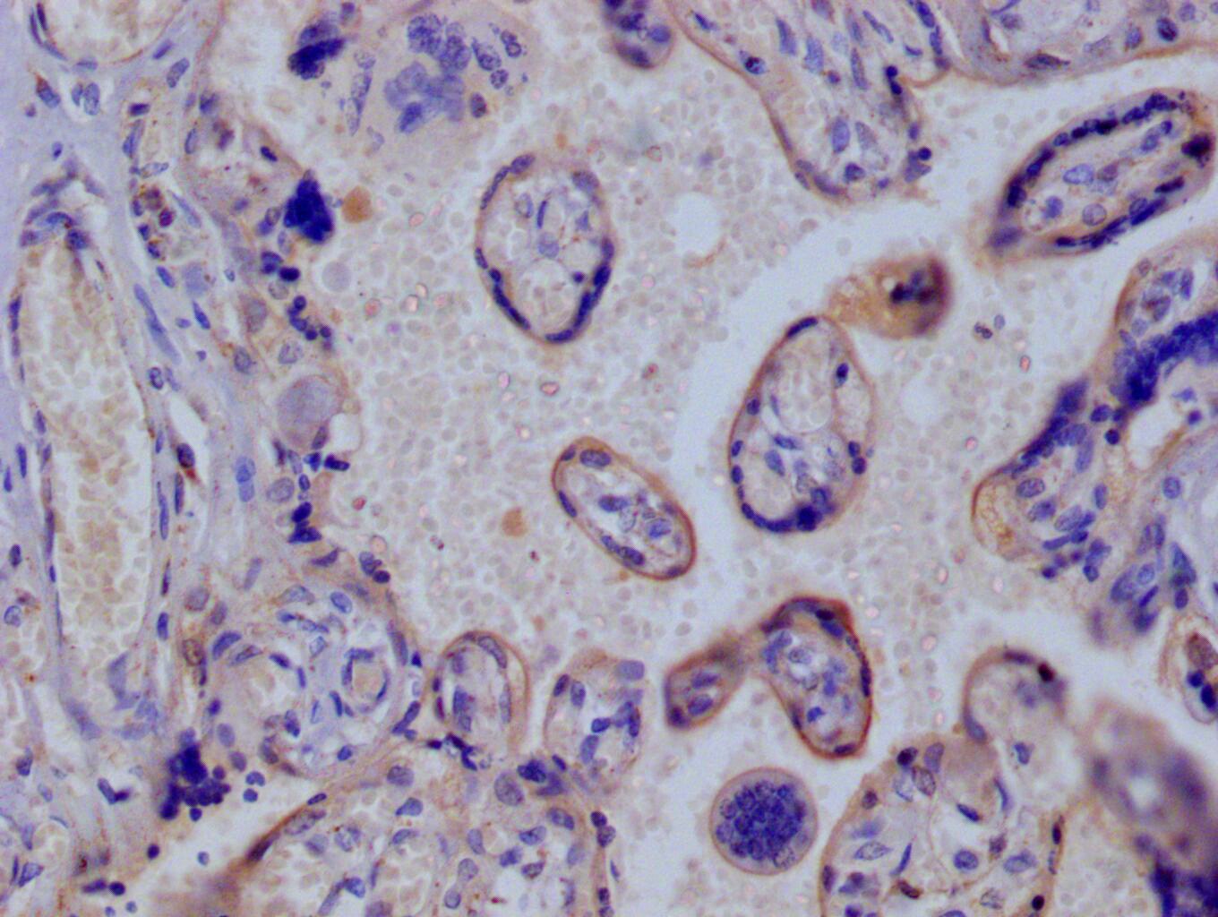 Glut3 Antibody (14B1)