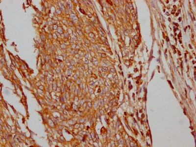 Glut1 Antibody (2E1)