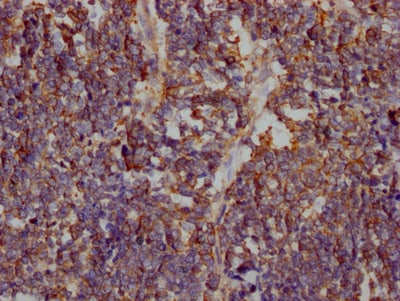 Glut1 Antibody (2E1)