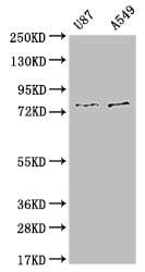 SLC25A12 Antibody (10B12)