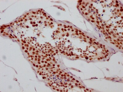 SIN3A Antibody (10G3)