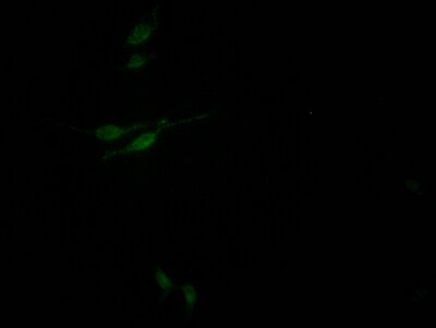 SIN3A Antibody (10G3)