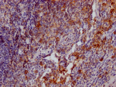PSGL-1/CD162 Antibody (3G11)