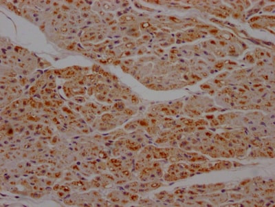 SDHB Antibody (7D12)