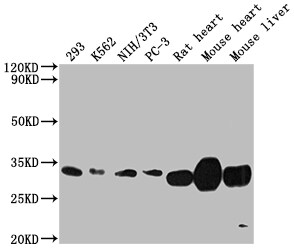 SDHB Antibody (7D12)