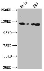 RNF20 Antibody (2H12)