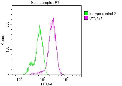Ret Antibody (8D12)