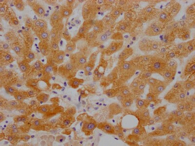 RBP4/Retinol-Binding Protein 4 Antibody (9G7)
