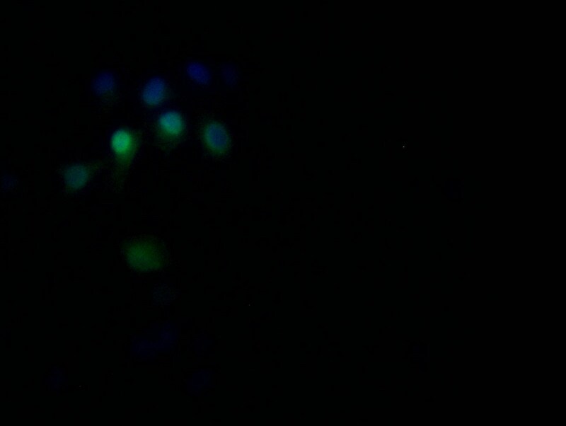 Ran Antibody (15A8)