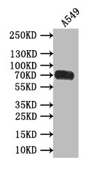 CD155/PVR Antibody (19C12)