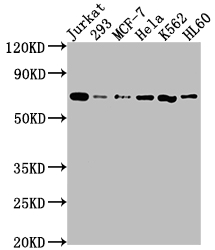 SHP-2/PTPN11 Antibody (6G11)