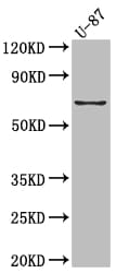 COX-2 Antibody (10B2)