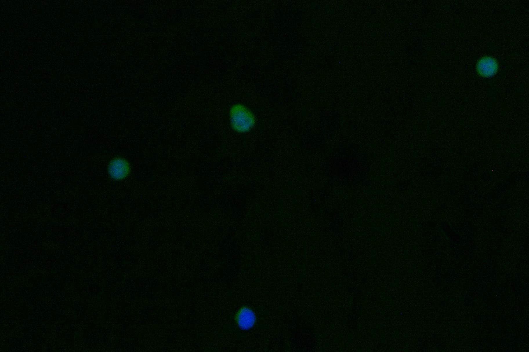Trypsin 2/PRSS2 Antibody (12H7)