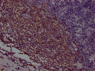 BOB1 Antibody (4A5)