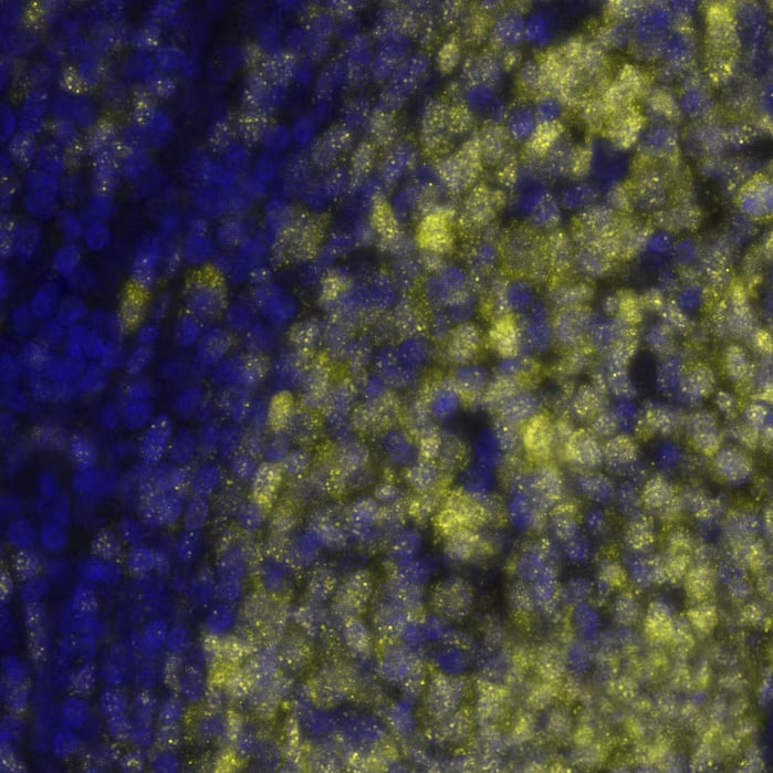 Detection of BOB1/POU2AF1 in Human Tonsil via seqIF™ staining on COMET™