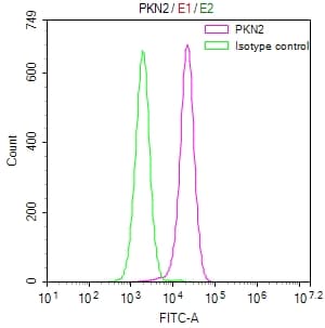 PKN2 Antibody (11H3)