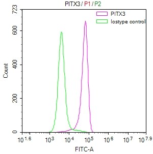 PITX3 Antibody (28A9)