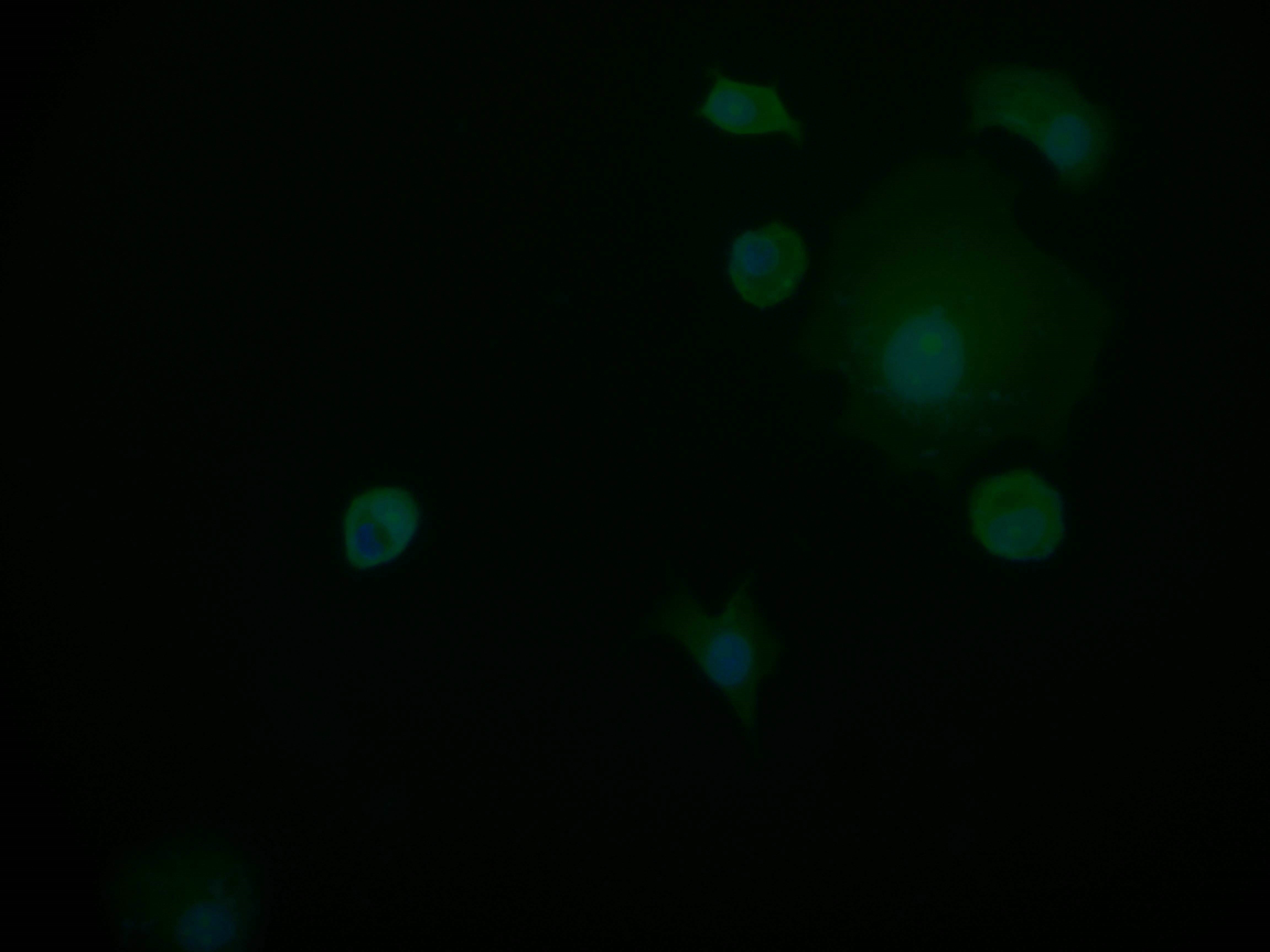 PIN4 Antibody (14A7)