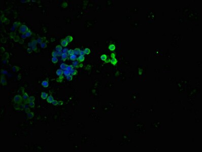 p53 [p Thr55] Antibody (3C3)