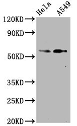 Smad2 [p Ser250] Antibody (4D12)
