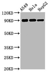 RSK1 [p Ser380] Antibody (1E11)