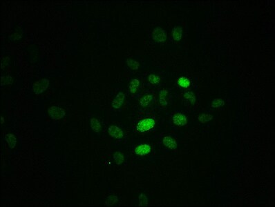 RPA2 [p Thr21] Antibody (3B2)