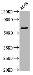 PKC zeta [p Thr560] Antibody (1B10)