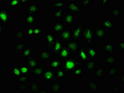 AMPK alpha 2 [p Thr172] Antibody (4F4)