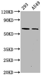 AMPK alpha 2 [p Ser491] Antibody (3H10)