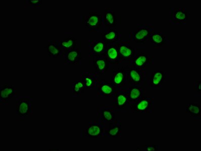Nrf2 [p Ser40] Antibody (2E6)