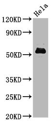 c-Myc [p Ser62] Antibody (2A10)