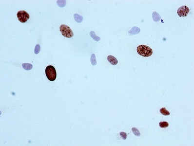 Histone H3.1 [p Ser10] Antibody (2A5)