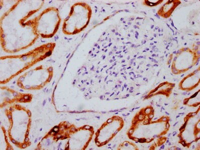 GSK-3 beta [p Ser9] Antibody (3A6)