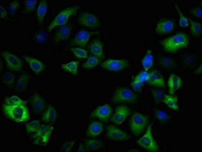 GSK-3 beta [p Ser9] Antibody (3A6)