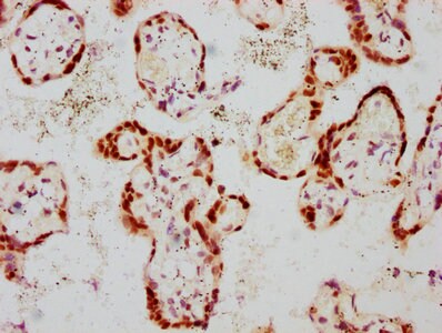 GATA-3 [p Ser308] Antibody (1E5)