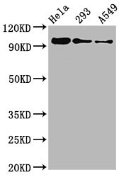 FOXO3 [p Ser253] Antibody (1E1)