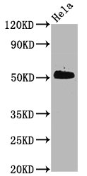 CDC37 [p Ser13] Antibody (3B3)