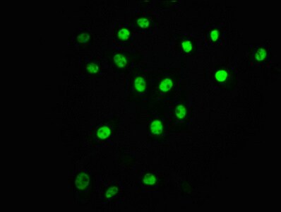 ATF2 [p Thr71] Antibody (4F2)