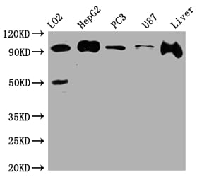 Alix Antibody (7E9)