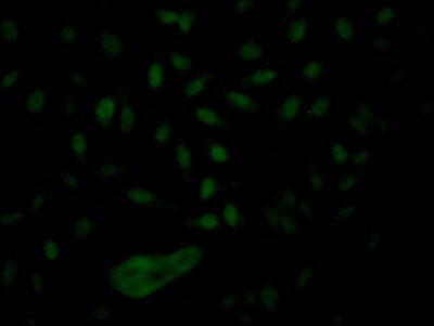Nup153 Antibody (8D4)