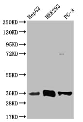 NTH1 Antibody (22H10)