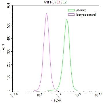 NPRB/NPR2 Antibody (19C7)