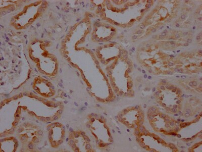 Caspase-3 Antibody (3H12) - Active, Pro