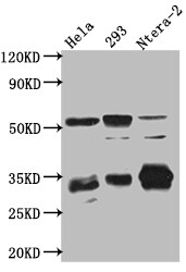 Caspase-3 Antibody (3H12) - Active, Pro